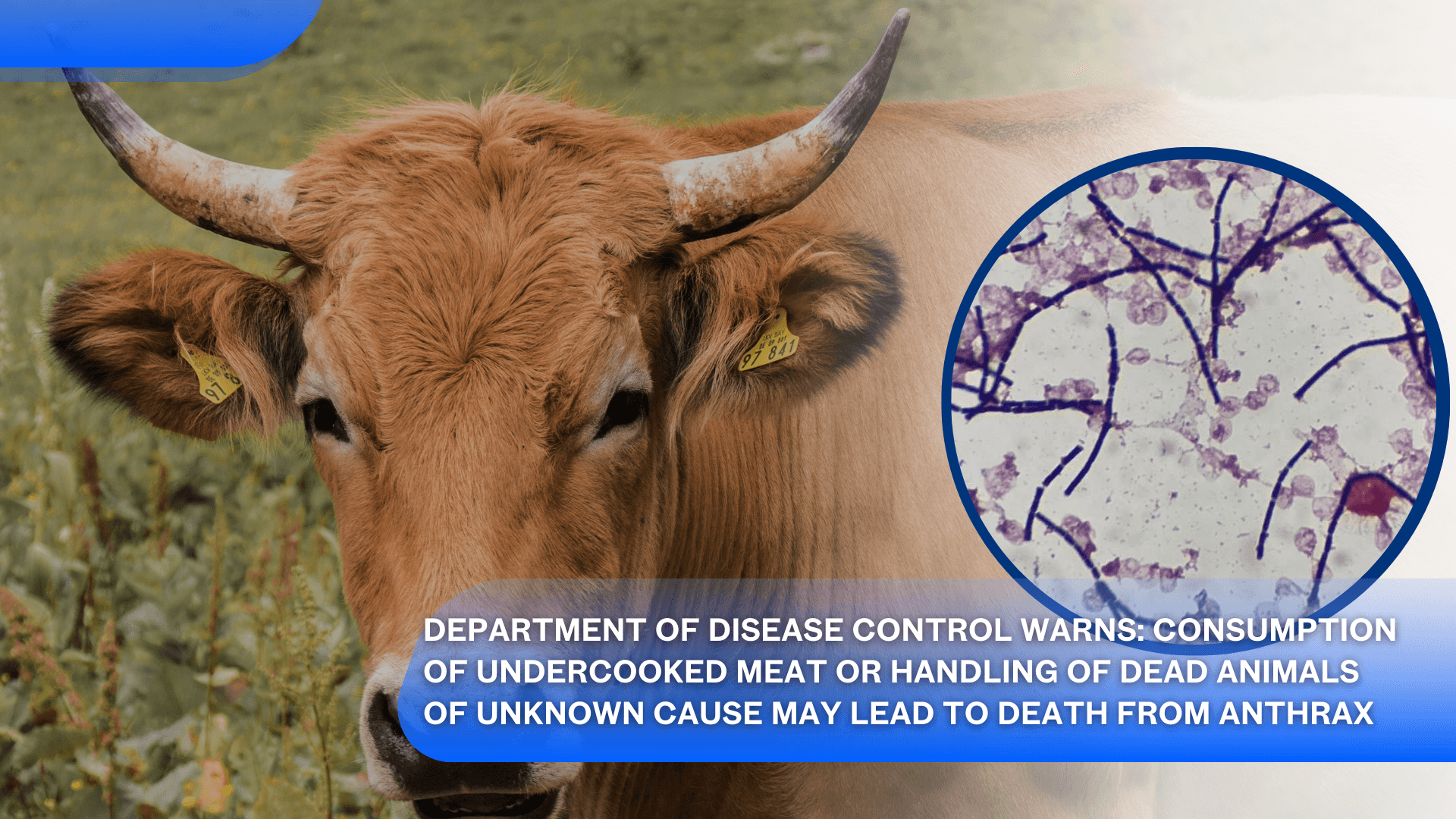 Department of Disease Control Warns: Consumption of Undercooked Meat or Handling of Dead Animals of Unknown Cause May Lead to Death from Anthrax's featured image