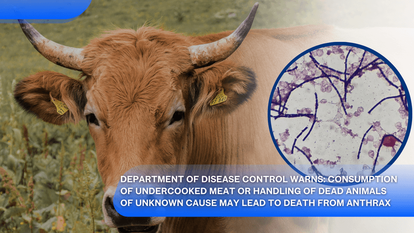 Logo for News - Department of Disease Control Warns: Consumption of Undercooked Meat or Handling of Dead Animals of Unknown Cause May Lead to Death from Anthrax
