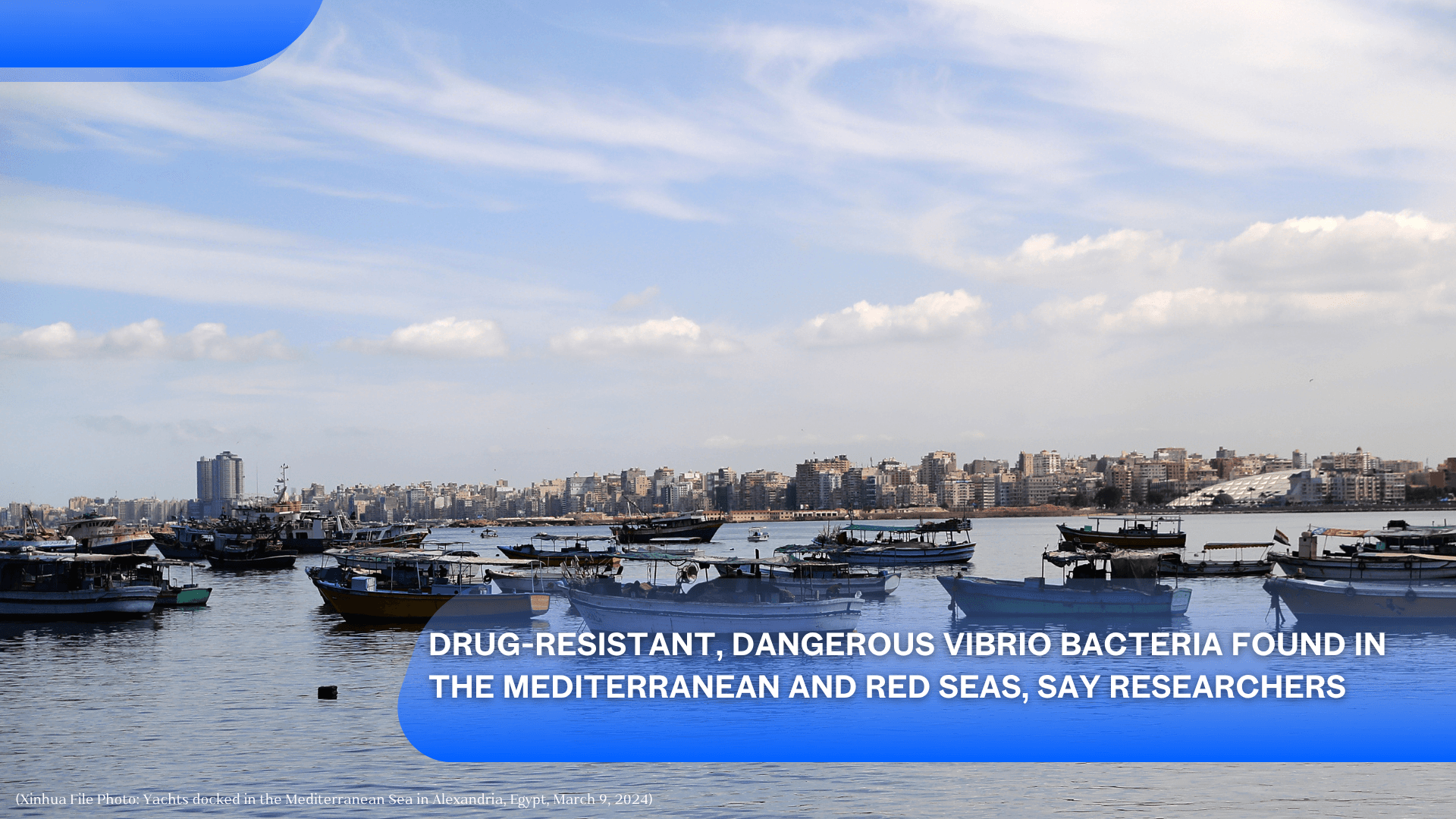 Drug-Resistant, Dangerous Vibrio Bacteria Found in the Mediterranean and Red Seas, Say Researchers's featured image