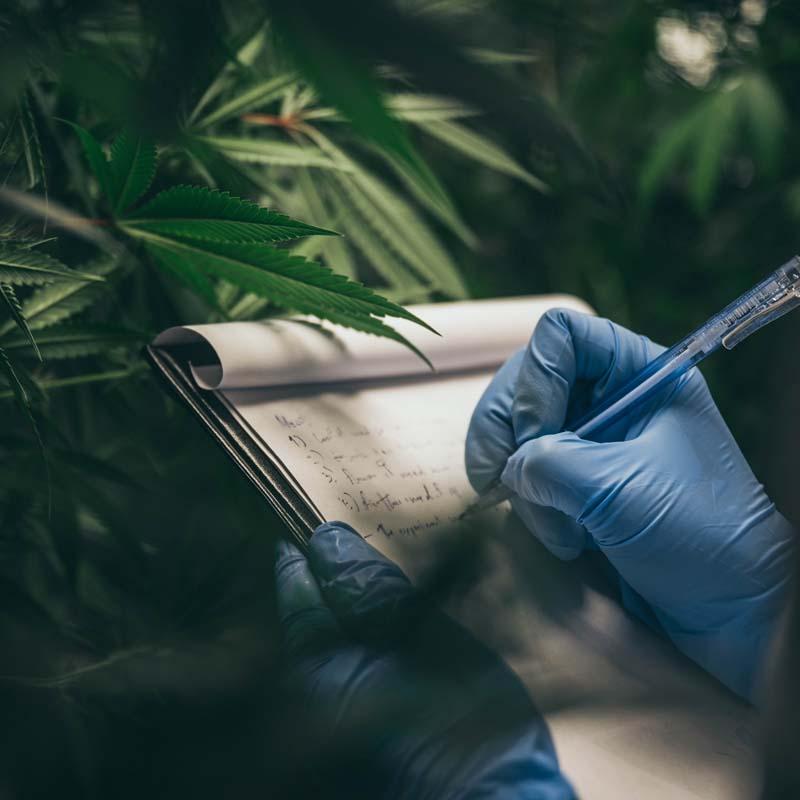 Service Medical Cannabis Service Image