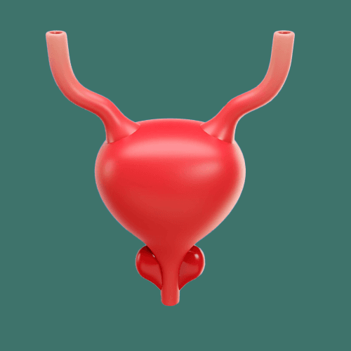 Service Urinary Surgery Image