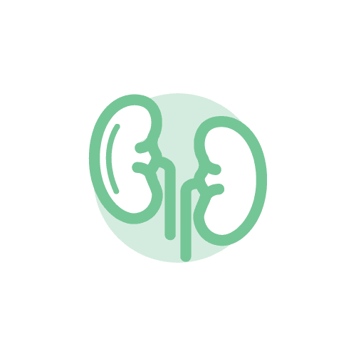 Service Kidney Transplant Image
