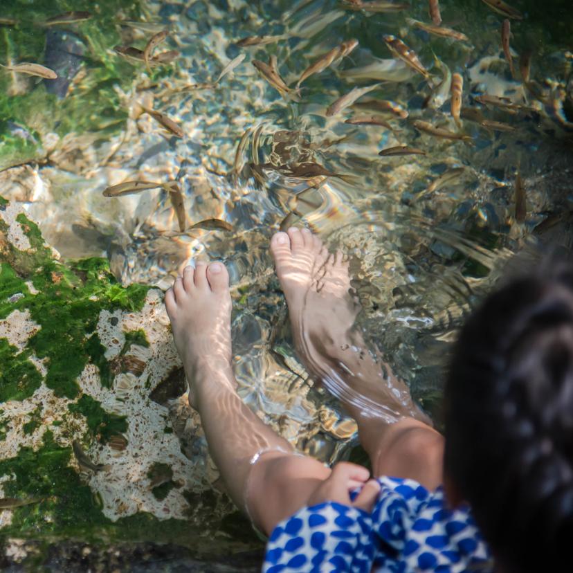 Service Immerse in Nature's Pedicure at the Therapeutic Fish Pond Image